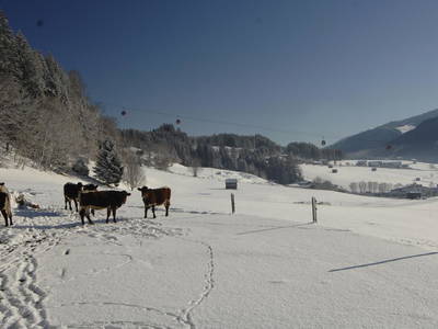 Bild 35 aus  Peilberghof