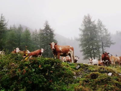 Bild 42 aus  Schwarzenbichlalm