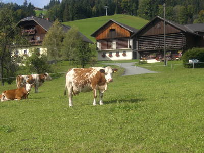 Bild 2 aus  Obermörtlbauer