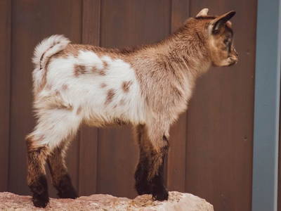 Bild 16 aus  Ferienhof Waldblick