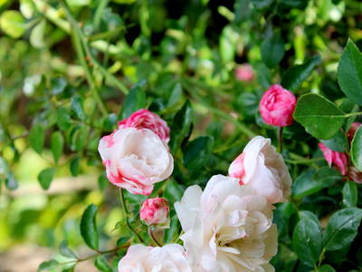 Bild 17 aus  Bauernhofurlaub auf Larbigs Art