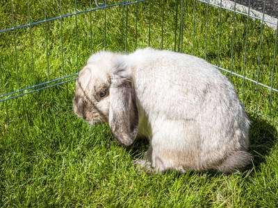 Bild 18 aus  Pochergütl