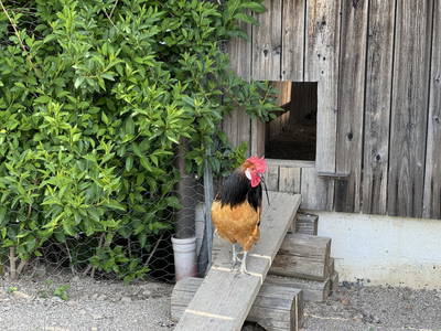 Bild 12 aus  Impuls Hof - Unterhegerberg