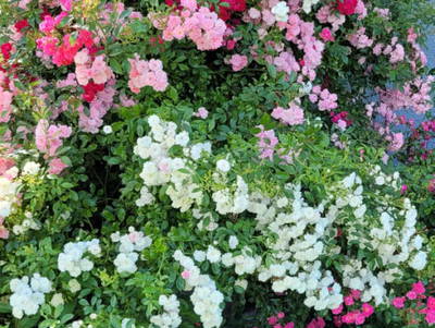 Bild 25 aus  Rosspointnerhof