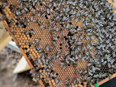 Bild 16 aus  Dorfhof