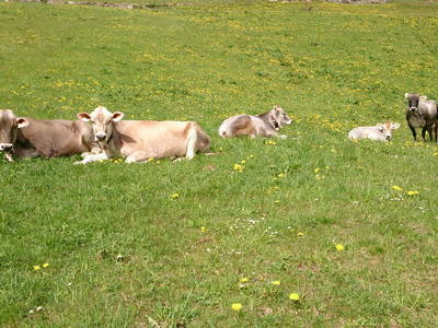 Bild 48 aus  Lichtebenhütte