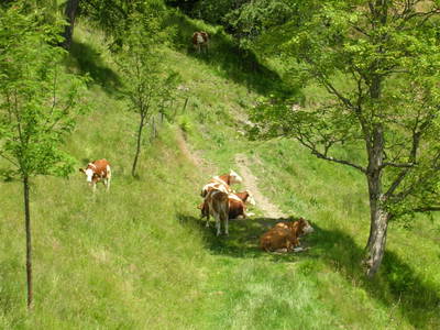 Bild 101 aus  Naglbauer