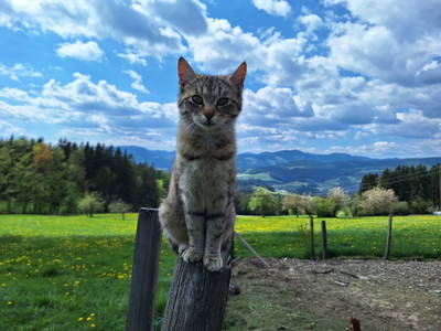 Bild 33 aus  Geiregger