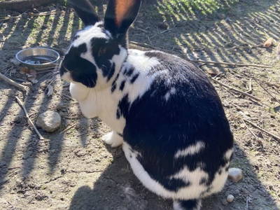 Bild 132 aus  Kürbishof Gartner