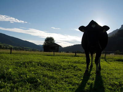 Bild 37 aus  Erbhof Kleintödling