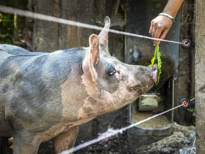 Bild 20 aus  Pochergütl
