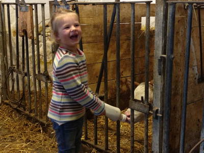 Bild 38 aus  Bauernhof König