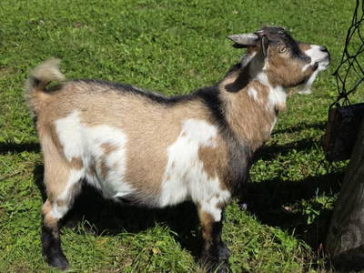 Bild 66 aus  Bruderhof