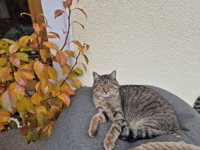 Bild 15 aus  Pfandlinghof