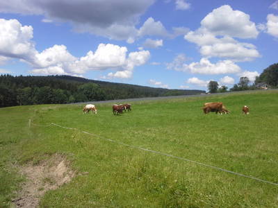 Bild 93 aus  Biohof Schmidbauer