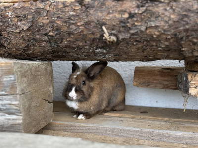 Bild 21 aus  Wiererhof