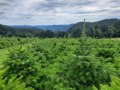 Bild 8 aus  Ferienwohnung Hoamatgefühl