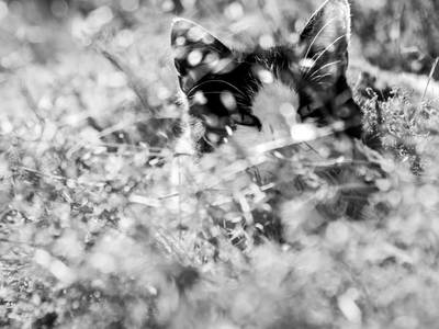 Bild 46 aus  Hofquartier Retzmoar