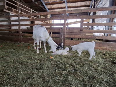 Bild 52 aus  Einkehrhof Poggau