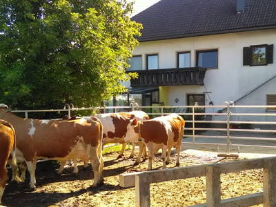Bild 47 aus  Traunsee - Chalet am Götschhof