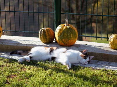 Bild 7 aus  Mühlbauerhof