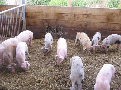 Bild 5 aus  Ferienhof Ebsen