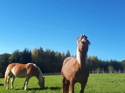 Bild 116 aus  Schwarzenbichlalm