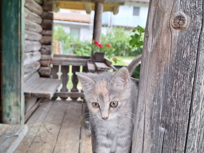 Bild 22 aus  Ausserraingut