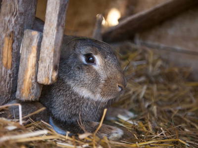 Bild 43 aus  Chalet Gretchenruhe