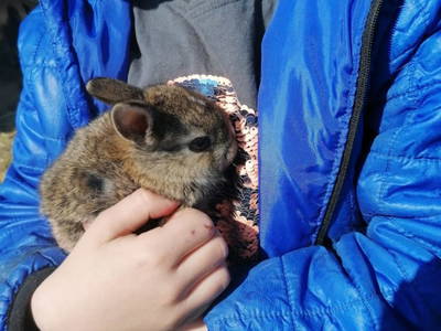 Bild 265 aus  Kinderparadies Bachbauer 