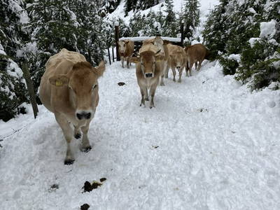 Bild 53 aus  Pirkerhof