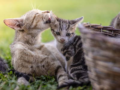 Bild 2 aus  Bauernhof Malehof, Familie Struger