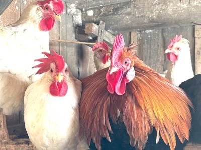 Bild 50 aus  Weingut Dworschak