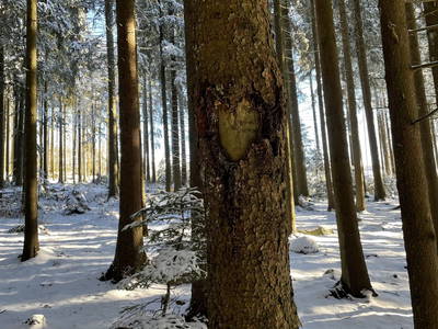Bild 29 aus  Ferienwohnung Rüttwaldhof