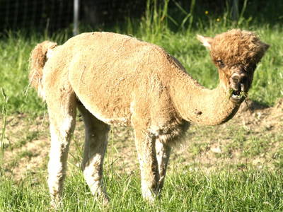 Bild 57 aus  Weingut Dworschak