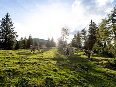 Bild 252 aus  Bischofhütten