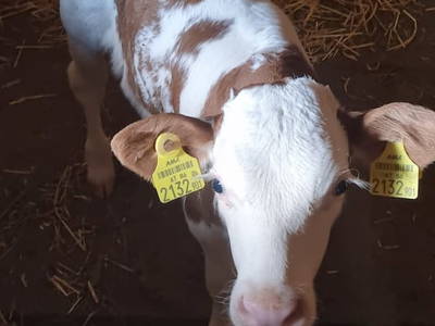 Bild 101 aus  Mortnerhof