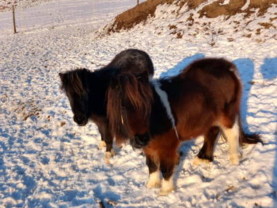 Bild 152 aus  Roiderhof am Irrsee