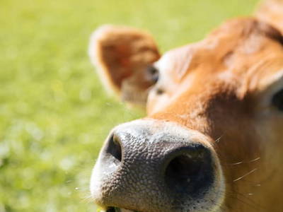 Bild 18 aus  Bergbauernhof Ganahl