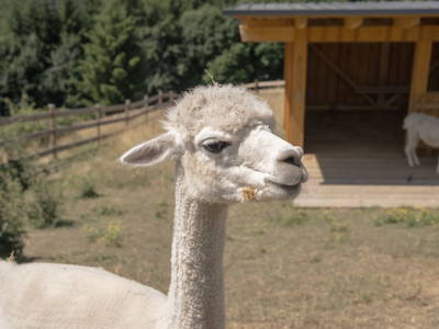 Bild 15 aus  Nussbolterhube