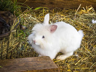 Bild 34 aus  Proneben Gut - Erlebnisbauernhof u. Kuschelhütten