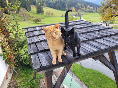 Bild 177 aus  Der Perweinhof
