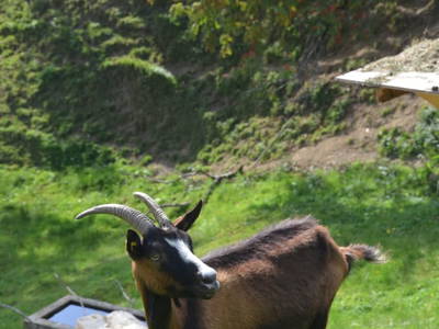 Bild 94 aus  Oberegghof