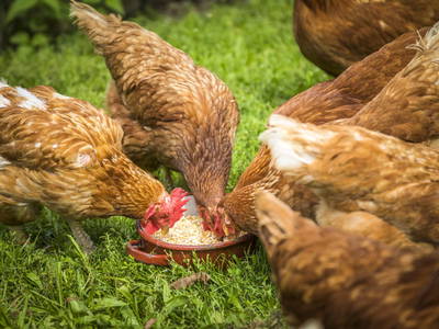 Bild 42 aus  Biobauernhof Windbachgut - Privatzimmer