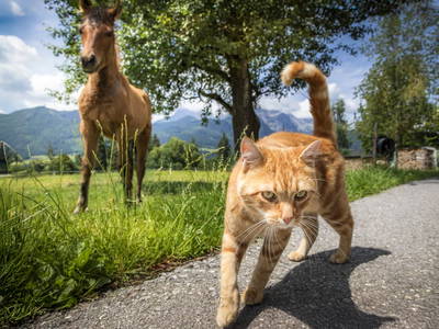 Bild 100 aus  Maierlehen