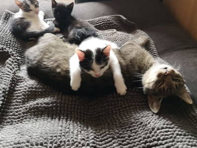 Bild 18 aus  Bruderhof