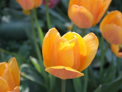 Bild 12 aus  Gästehaus Bergmoarhof