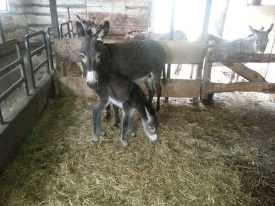 Bild 57 aus  Bauernhaus Gschwandner