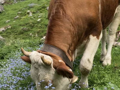 Bild 22 aus  Wiererhof