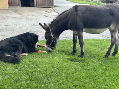 Bild 135 aus  Lacknerhof in Liebenfels- Familie Klocker
